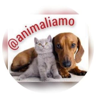 Foto profilo di 🐾 Animali amo 🐾