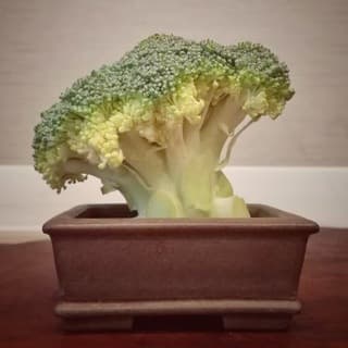 Foto profilo di Bonsai Italia 🌳🇮🇹