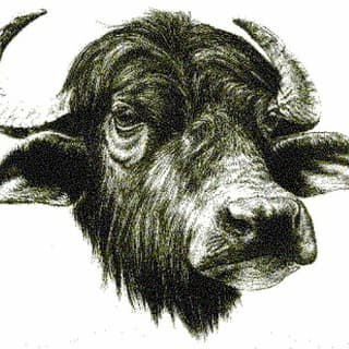 Foto profilo di Bufalegram
