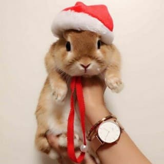 Foto profilo di 🐇 Coniglietti 🐇