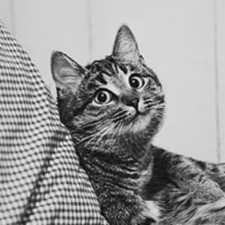 Foto profilo di DailyCats
