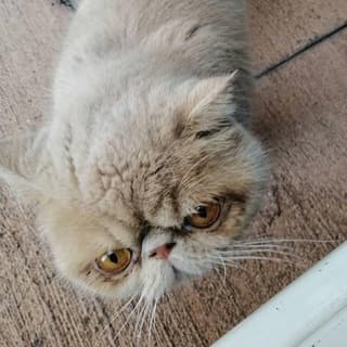 Foto profilo di GATTINI SPAM