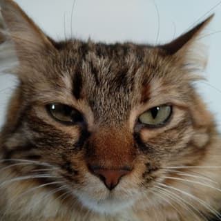 Foto profilo di 🐯GattiPazzi🐱CrazyCats🦁