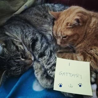 Foto profilo di I Gattari