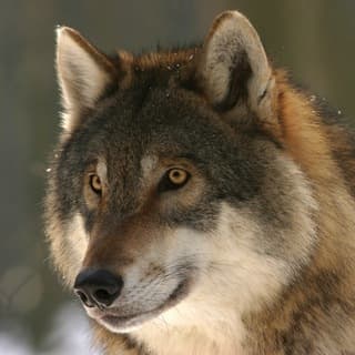 Foto profilo di Werewolf ITA @ITAww