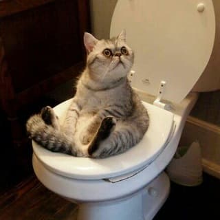 Foto profilo di Nekozegz