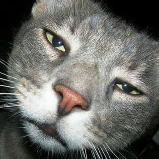 Foto profilo di Cats