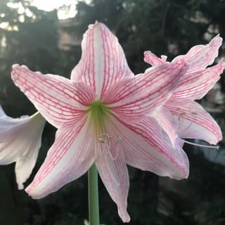 Foto profilo di Piante, Fiori & Giardinaggio