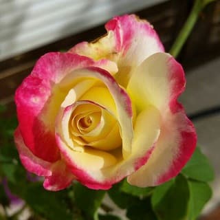 Foto profilo di Rosemania 🌹
