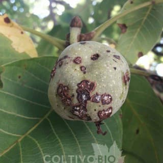 Foto profilo di Agronomia & Fitopatologia