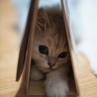Foto profilo di πΌπ’ππππ―ππ ππ£ π¦πͺππ§ππ£π©ππ£π π·β’ΦαͺΕ¦β’