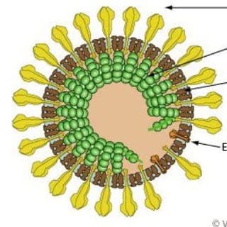 Foto profilo di (Just another) Coronavirus Channel