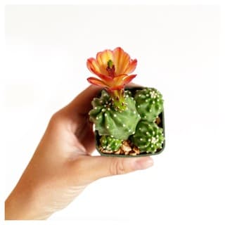 Foto profilo di Cactus e altre storie 🌵