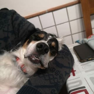 Foto profilo di Animali e affini