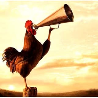 Foto profilo di Grande 🐣 Risveglio
