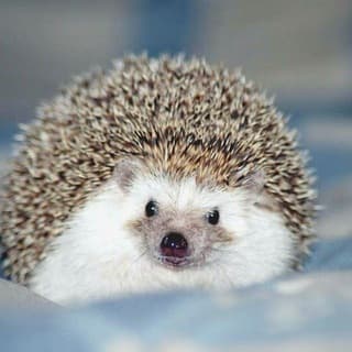 Foto profilo di Ёжики | Beautiful Hedgehogs