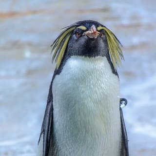 Foto profilo di Il PINGUINO IMPERATORE