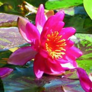 Foto profilo di Nam Myoho Renge Kyo