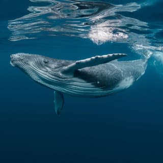 Foto profilo di 🐋network mobydick 🐋